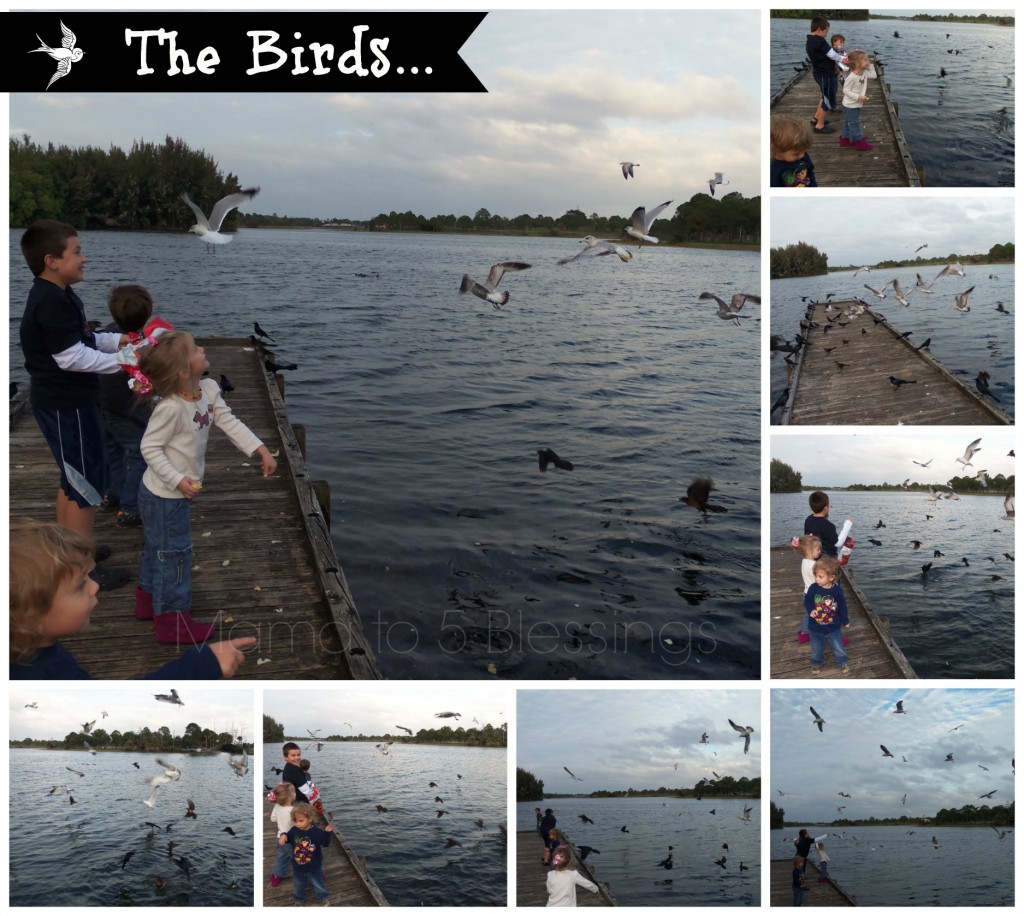 bird feeding collage