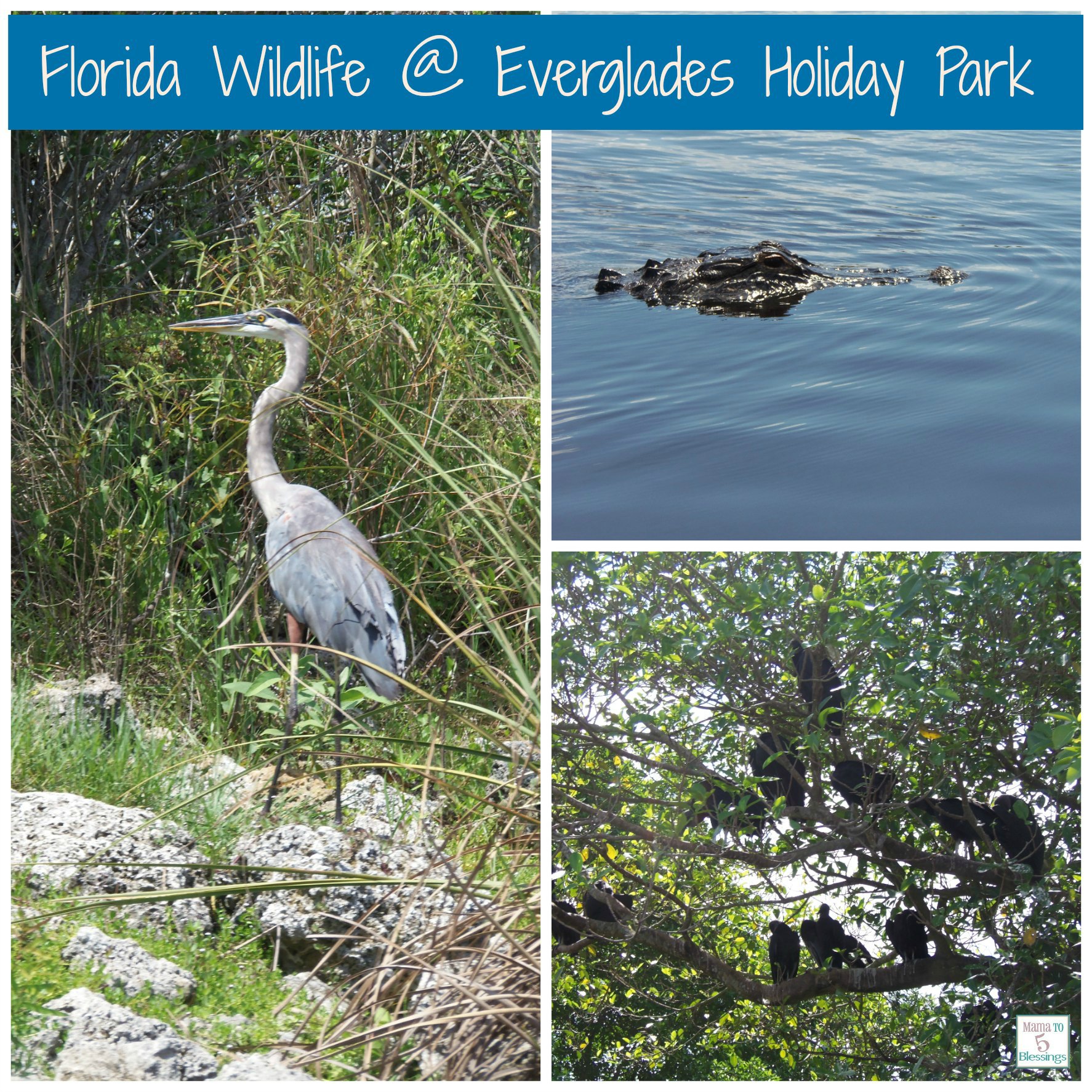 Everglades wildlife CORRECT