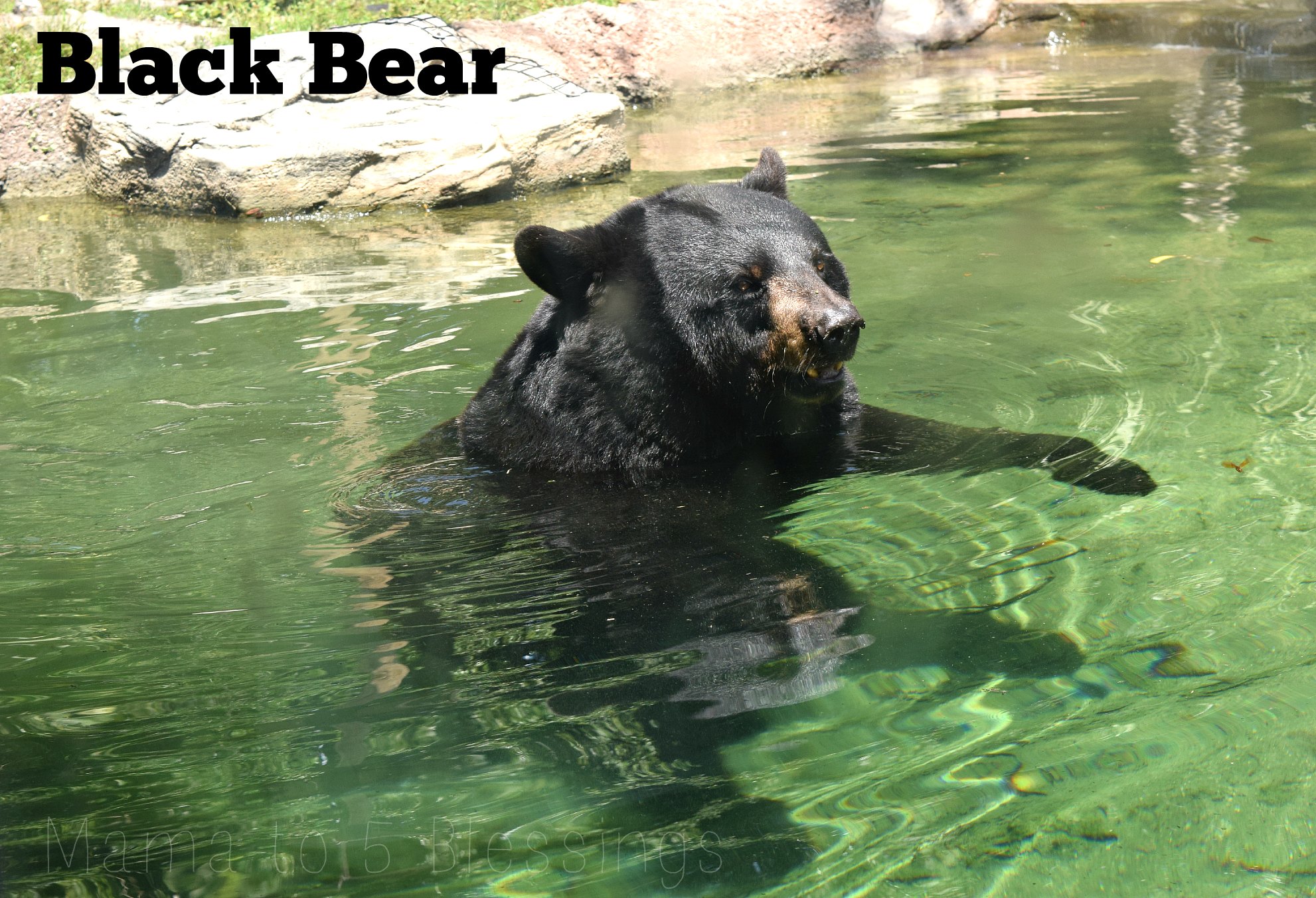 zoo black bear