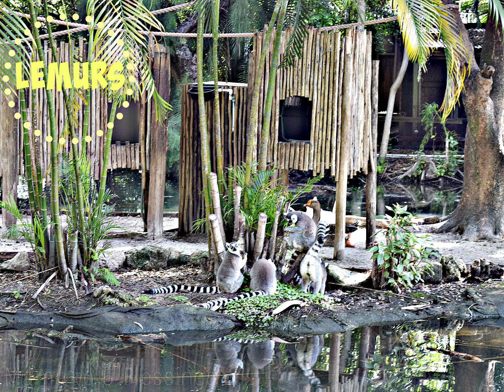 zoo lemurs