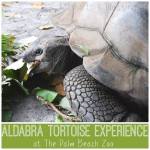 The Aldabra Tortoise Experience At The Palm Beach Zoo #FamilyTravel