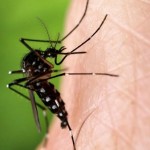 How To Avoid Mosquitoes and Their Bites! #CutterRepellents