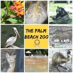 So Many Amazing Things To See & Do At The Palm Beach Zoo